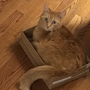 Meet your Posher, Molly